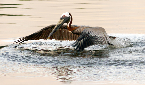Brown Pelican, Pelícano Pardo