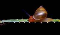 Snails, Slugs, Worms, and similar of Puerto Rico