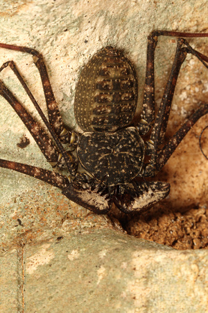 Whip Spider or Guabá
