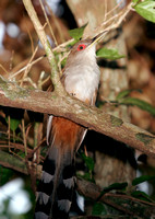 Puerto Rican Lizard Cuckoo, Pájaro Bobo Mayor