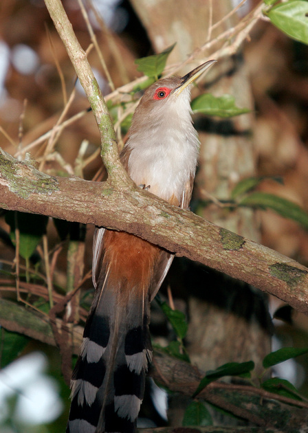 Puerto Rico Wildlife: Alfredo Colón | Puerto Rican Lizard-Cuckoo ...