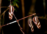 Butterflies Zebra longwings