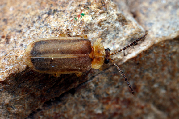 Beetle, Luciérnaga