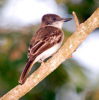 Puerto Rican Flycatcher, Juí