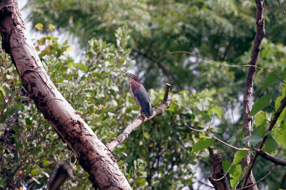 Green Heron in Habitat, Martinete en Habitat