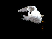 Snowy Egret