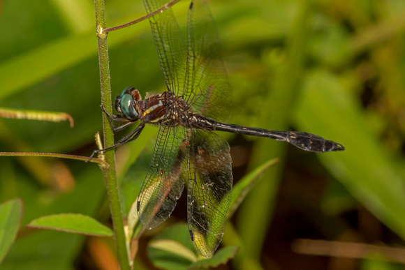 Club-tailed Skimmer, male.