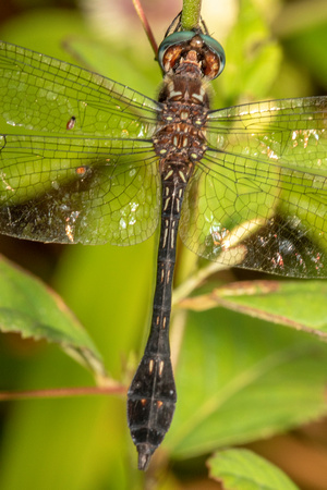 Club-tailed Skimmer, male.