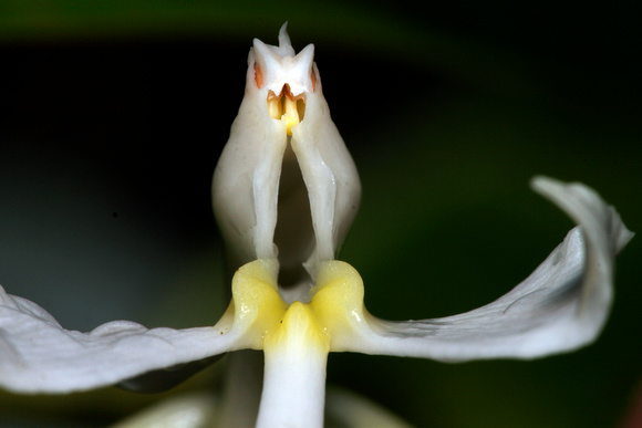 Endemic Orchid