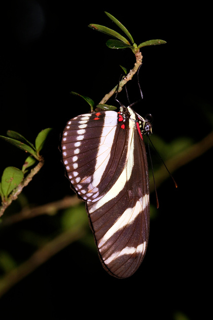 Puerto Rico Wildlife: Alfredo Colón | Butterflies | Zebra Longwing ...