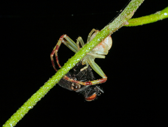 Crab Spider Feeding on Fly, Araña Cangrejo comiendo una Mosca