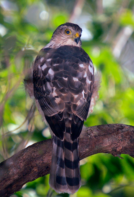 Puerto Rico Wildlife: Alfredo Colón | Sharp-shinned Hawk, Gavilán de ...