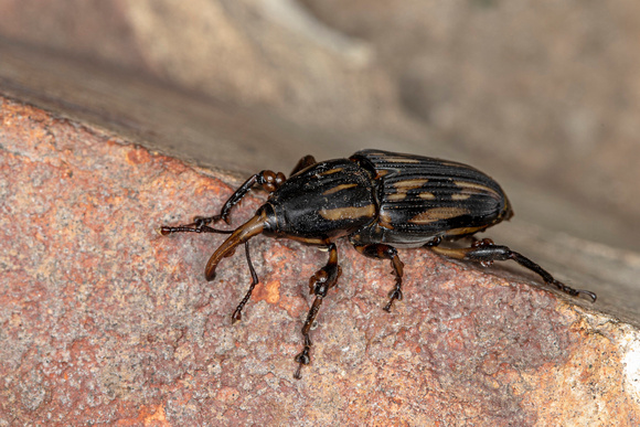 West Indian Cane Weevil