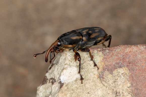 West Indian Cane Weevil