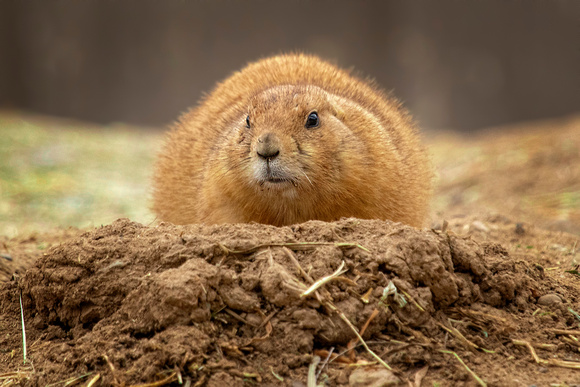 Prairie Dog