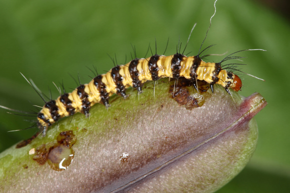 Caterpillar and Host Plant