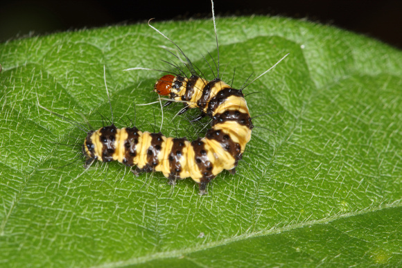 Caterpillar and Host Plant
