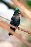 Antillean Crested Hummingbird, Colibrí Crestado Antillano