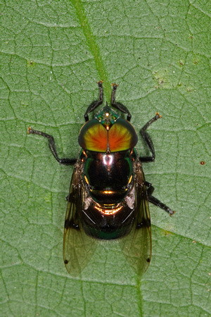 Fly, Syrphidae