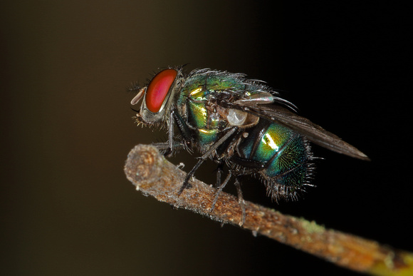 Fly, Syrphidae