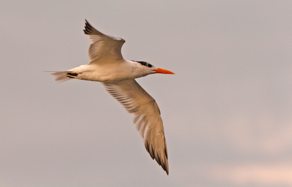 Royal Tern, Charrán Real