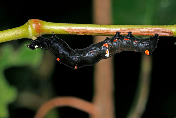 Caterpillar of the Noctuid Moth