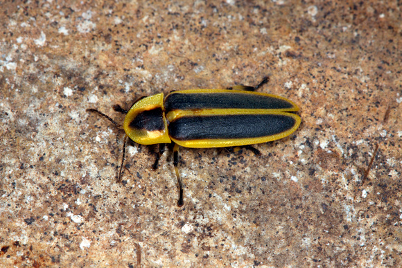 Beetle, Luciérnaga