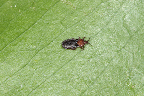 Hemiptera>Aradidae(flat bugs)