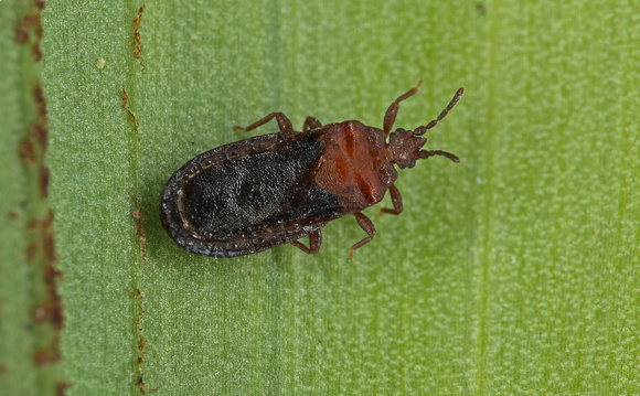 Hemiptera>Aradidae(flat bugs)