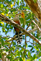 Puerto Rican Lizard Cuckoo, Pájaro Bobo Menor, Coccyzus vielloti