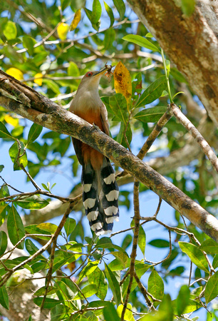 Puerto Rican Lizard Cuckoo, Pájaro Bobo Menor, Coccyzus vielloti