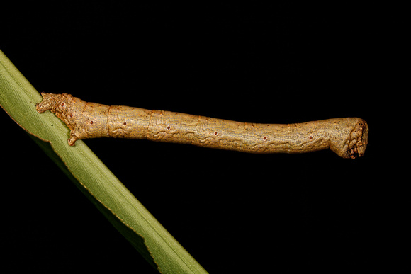 Caterpillar of the Scalloped Hazel Moth