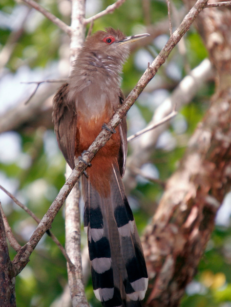 Puerto Rico Wildlife: Alfredo Colón | Puerto Rican Lizard-Cuckoo ...