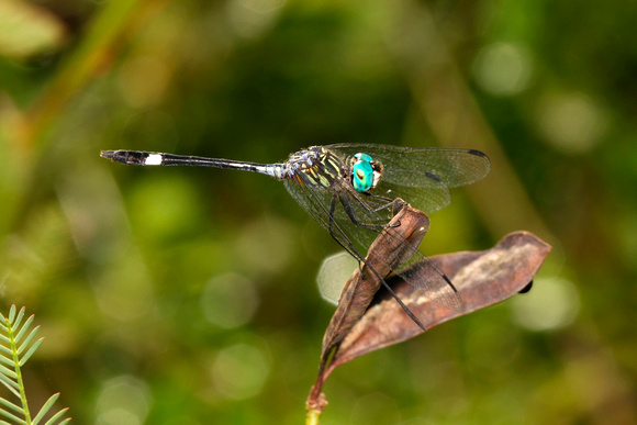 Dragonfly, Possible Three-striped Dasher