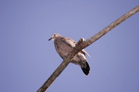 Common Ground Dove, Rolita