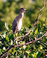 Black-crowned Night Heron, Yaboa Real