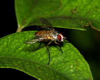Tachinidae Genea sp.