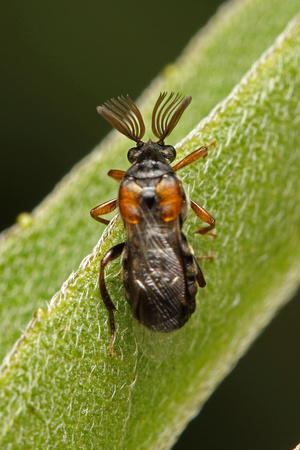 Wedge-shaped Beetle