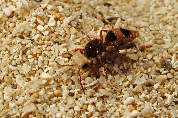 Wasp,  AKA Velvet Ant