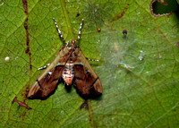 Moth and camo spider