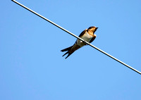 Barn Swallow, Golondrina Horquillada