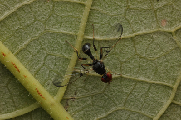 Ant-like Scavenger Fly