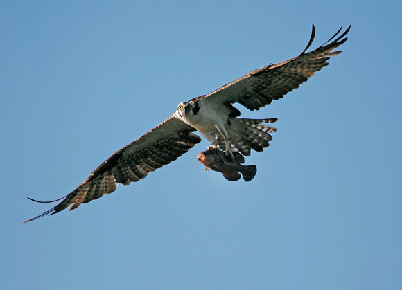 Osprey, Aguila Pescadora, Pandio haliaetus