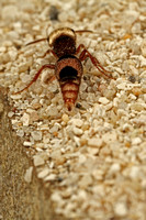 Pseudomethoca argyrocephala(Hymenoptera: Mutillidae), Female, AKA Velvet Ant