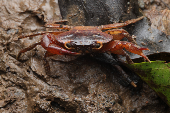 Puerto Rican River Crab, Buruquena