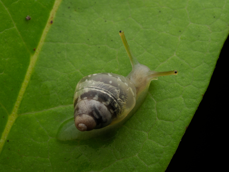 Puerto Rico Wildlife: Alfredo Colón | Bulimulus guadalupensis