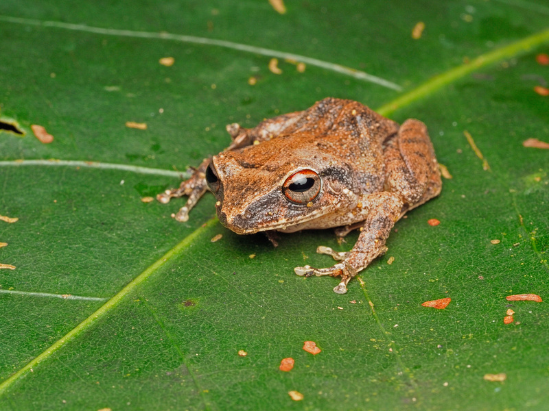 Puerto Rico Wildlife: Alfredo Colón | Frogs of Puerto Rico