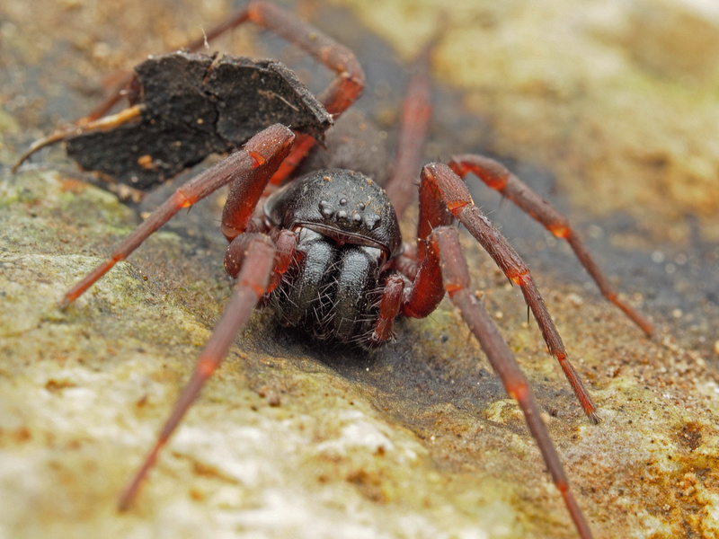 Puerto Rico Wildlife: Alfredo Colón | Corinnid Sac Spider