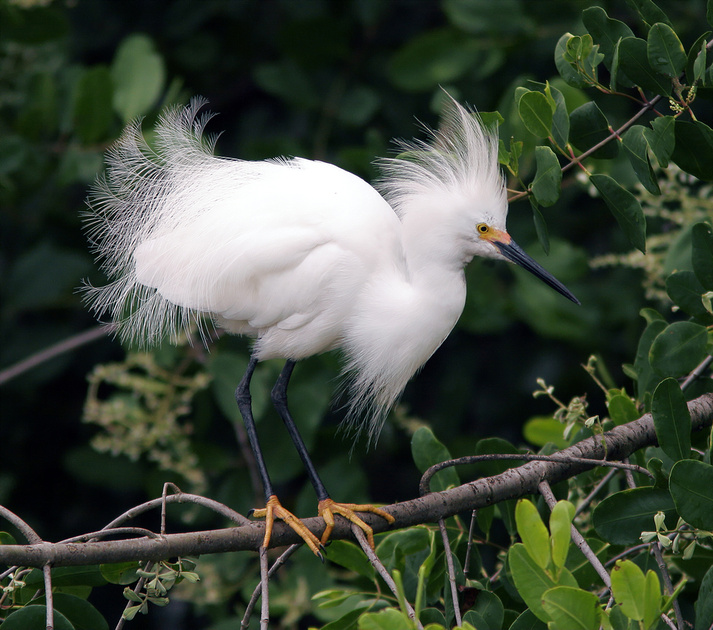 Puerto Rico Wildlife: Alfredo Colón | Snowy Egret, Garza Blanca