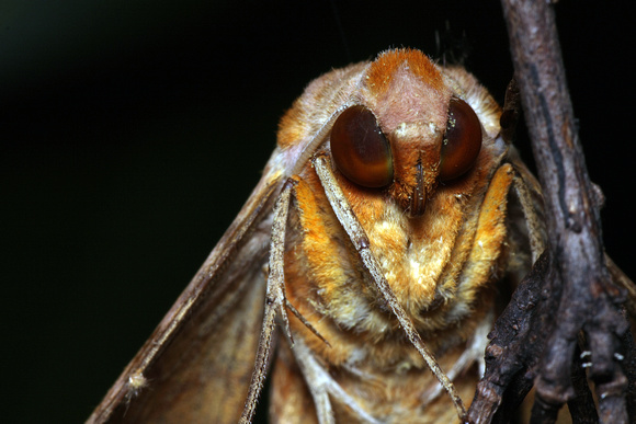 Moth no id